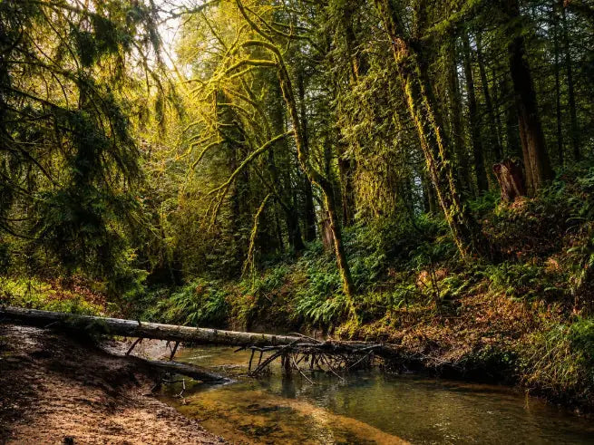 Sunlit forest stream flowing over a fallen log, surrounded by moss-covered trees